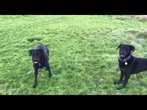Labrador Dog Fun!
