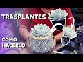 Acompáñame a trasplantar - Arreglos y más 🌱💚