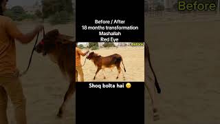 Qurbani 2026 | Qurbani cow | cow mandi 2026 | qurbani lover #cow #cattles #brahmancattle