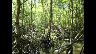 Arie wibowo - KADAL & BUAYA.flv