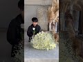 ラブストーリーを生み出す白いバラ108本とかすみ草の花束でプロポーズ　#バラ #花束 #プロポーズ #花屋