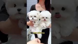 Let Me Show You Two Sweet Little Bichons. Do You Prefer The Younger Brother Or The Younger Sister?