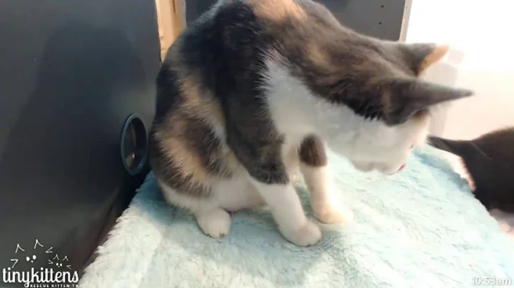 Tiny KIttens Shelly & Suzanne visit Starling & kit...