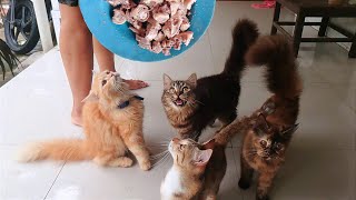 The cat herd still hunger
