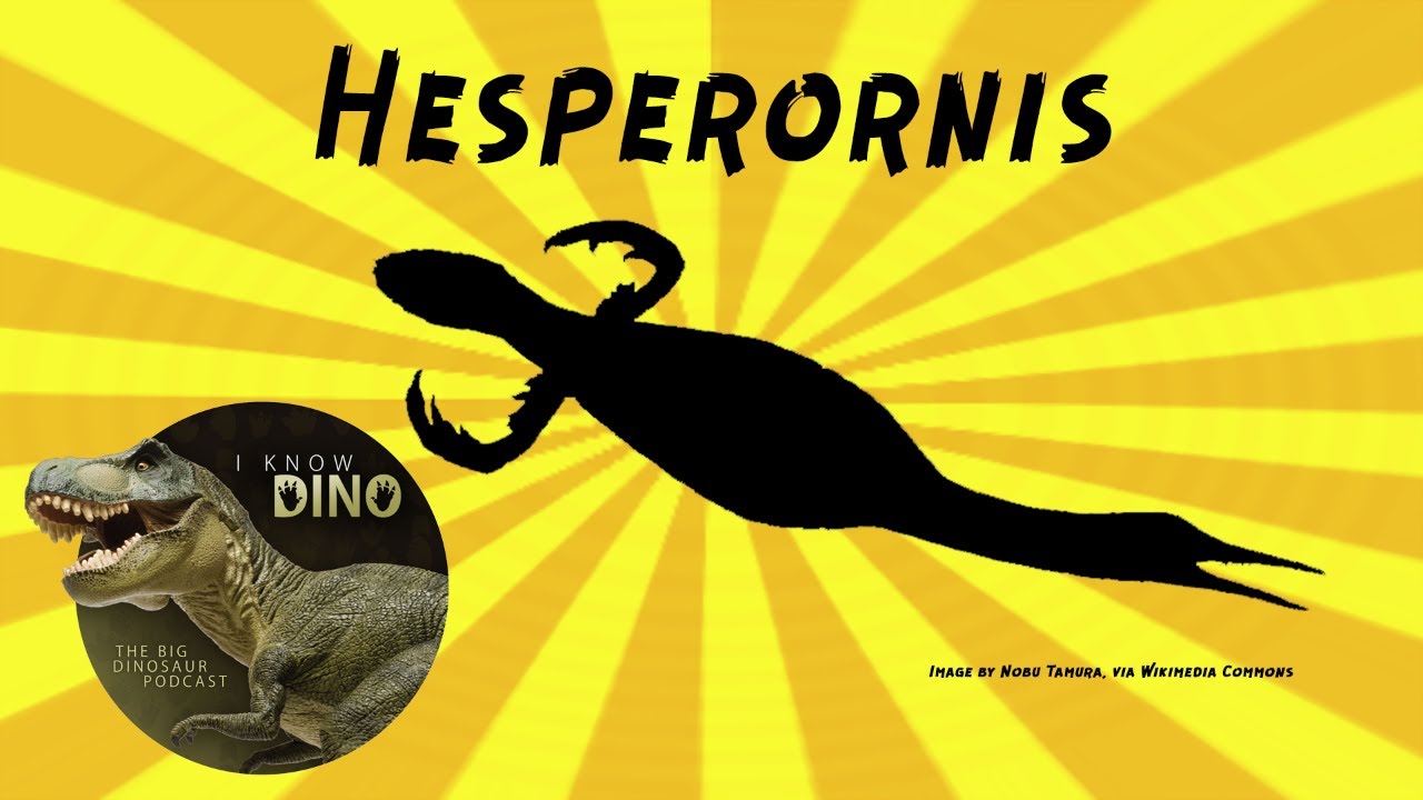 Hesperornis: Dinosaur of the Day
