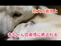 北海道犬のネムの赤ちゃんと部屋の改装！赤ちゃん行動範囲によって変えていく