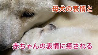 北海道犬のネムの赤ちゃんと部屋の改装！赤ちゃん行動範囲によって変えていく