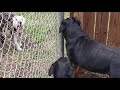 Rottweiler vs Pitbull