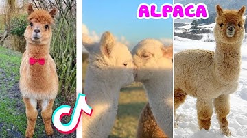 TikTok Động Vật Dễ Thương Nhất Thế Giới ❤️ Ký Sự Nuôi Lạc Đà Alpaca - Cười Sặc Màn Phun Nước Bọt #7