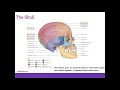 AP1 Online Chapter 8 Skeletal System