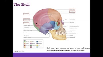 AP1 Online | Chapter 8: Skeletal System