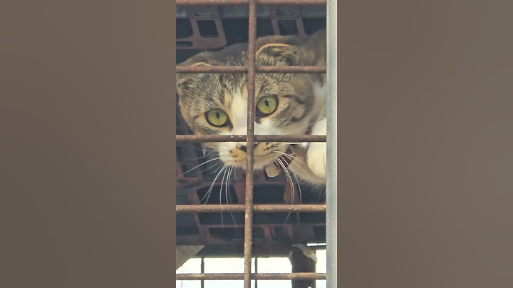 좁은 케이지에 갇혀서 지내는 스코티시 폴드 고양이