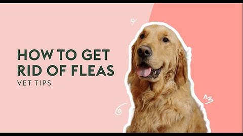 How To Get Rid Of Fleas | Vet Tips