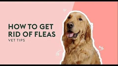 How To Get Rid Of Fleas | Vet Tips