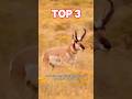 Top 3 Fastest Land Animals on Earth 🐆