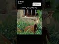 اسم الأنمي اريتي المقتضى 