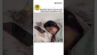 Kendi Isteyince Susan Alarm Atiel Vs Iphone Alarm Clock