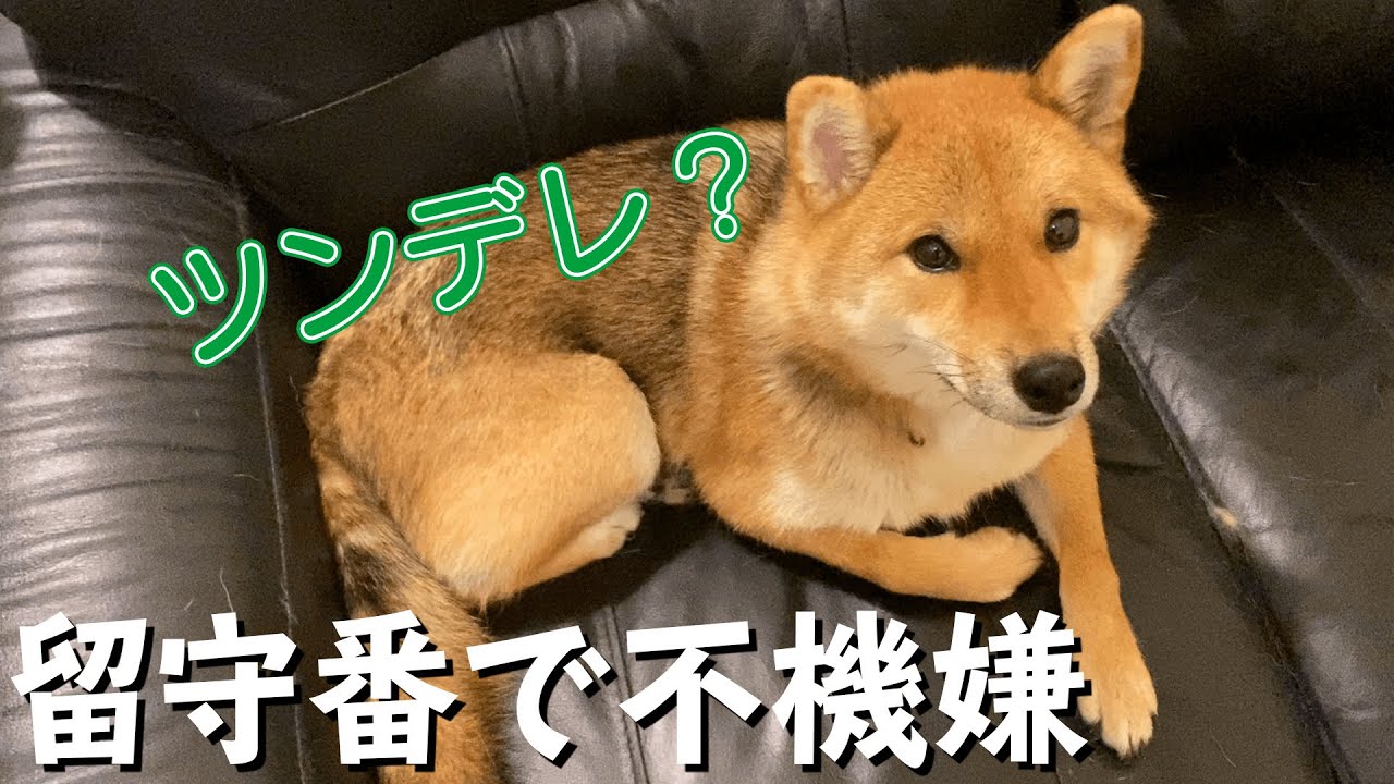 カリカリ嫌いな柴犬のドッグフード探し ロイヤルカナン ミニ エクシジェント 食事に好き嫌いがある犬用 Youtube