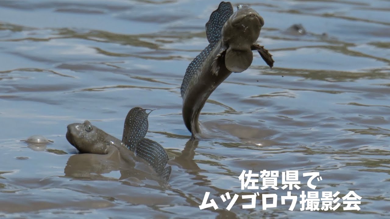 佐賀県にてムツゴロウ撮影する人を撮影 Youtube