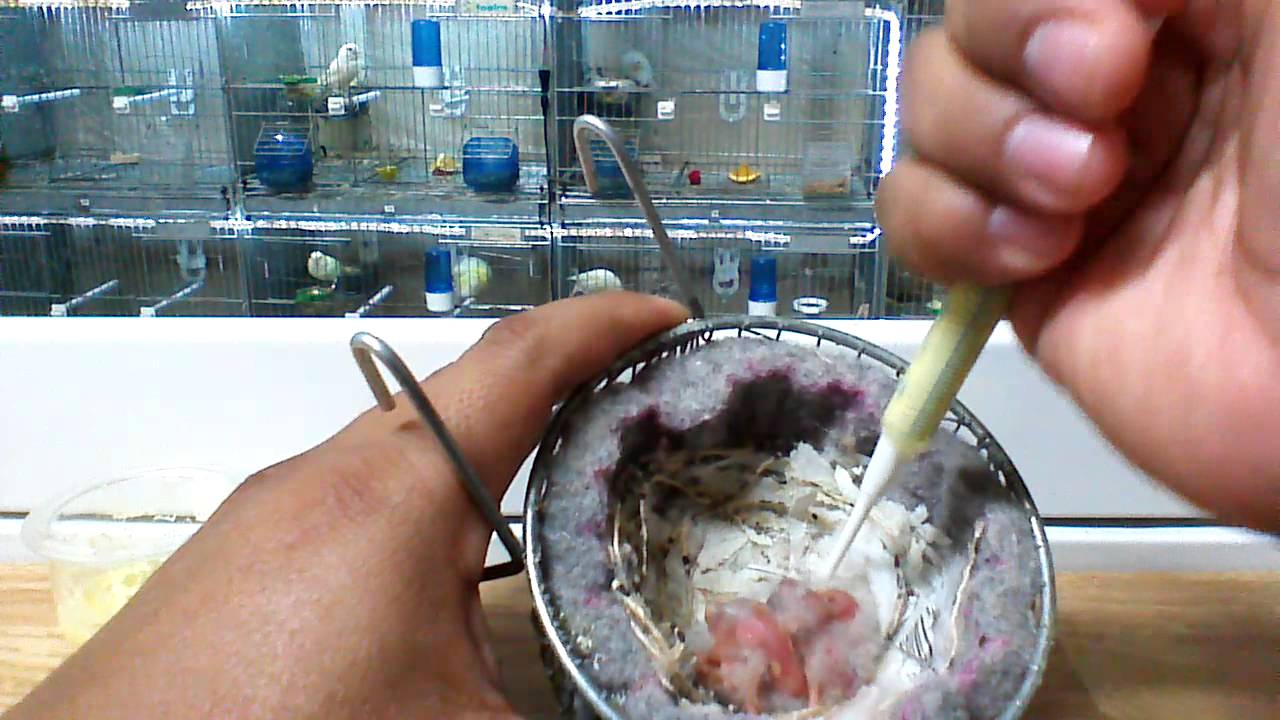 How to make food for baby birds YouTube