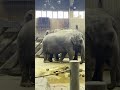 🐘 Elephants on an Indoor Stroll 😍 | Ostrava Zoo