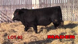 2024 Mader Ranches Bull Power Lot 92