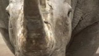 Scientists working to save northern white rhinos ONLY ON AP