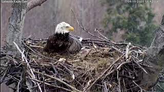 AACS Eagles! Pride and Joy, and Eaglets Raindrop & Nestor!