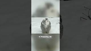 This Bird Hunts In Complete Silence 😨