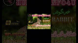 Rabbit Call Sound For Hunting