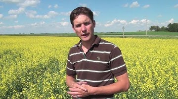 Canola School: Lygus Bug Feeding on the Plant
