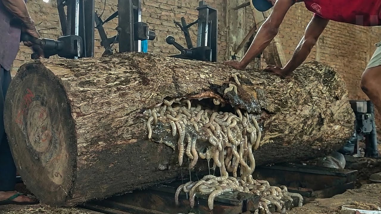 Shocking Giant Trembesi Log Cutting Process Inside an Extreme Sawmill ...