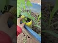 Reciclando aqui no sitio e plantando sementes.