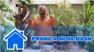 Gardening Help : How to Prune a Rose Bush