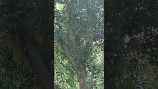 panna ki tamanna hai ki 🤗#shortvideo #trendingsong #viralsong #song #hira #panna #tamanna #jackfruit