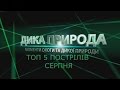 Полювання. Топ 5 пострілів серпня 2016