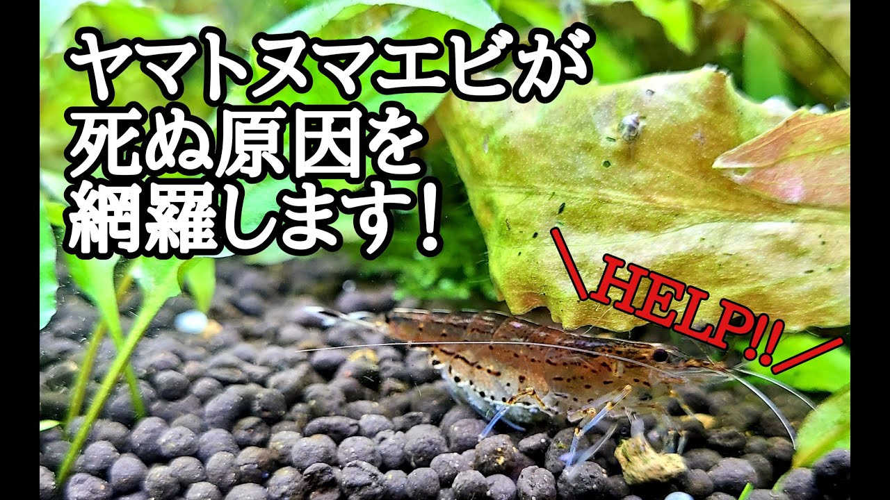 アクアリウム ヤマトヌマエビの死ぬ原因網羅します Youtube アクアリウム ヤマトヌマエビの死ぬ原因網羅します Youtube