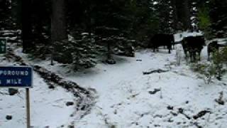 Ebbetts Pass Mooooovie