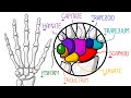 Learn the bones of the hand  wrist in 2 minutes with fractures