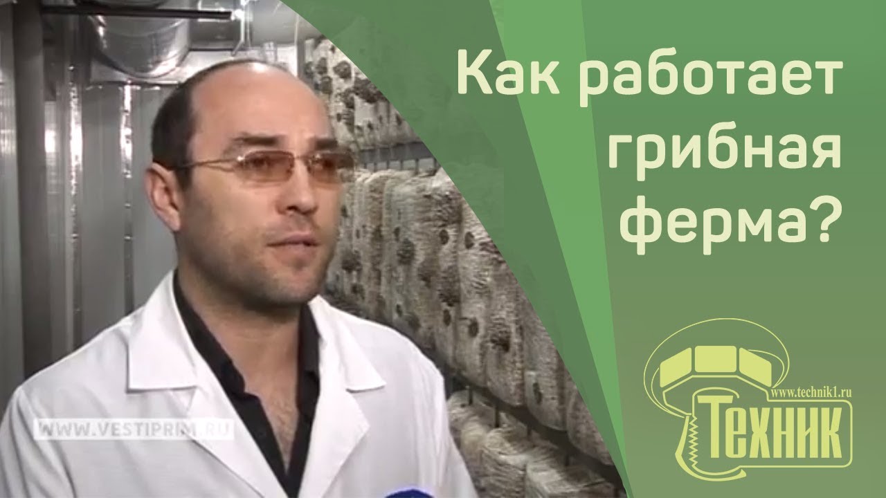 Производство грибов вешенка по нашей технологии. Выгодный бизнес в ...