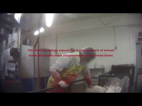 Rabbit Slaughterhouse Undercover Investigation