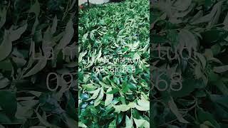 Gia Vị Ướp Vịt phối sẵn + Lá Mắc Mật Tươi Đà Nẵng