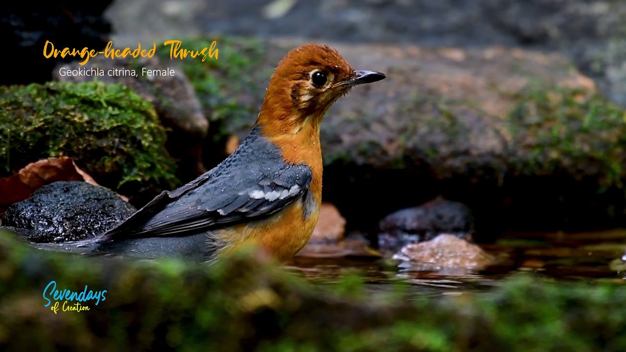 Orange-headed Thrush: Enjoying a Bath 