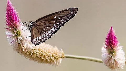 Oh Butterfly Tamil Karaoke For Male Singers