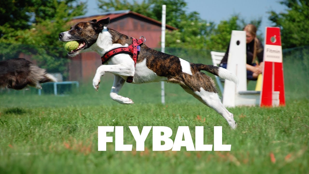 Flyball - Psí sporty - Tlapka TV