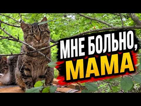 Мы защитим их только вместе! История о коте Янтарике и наших кошках