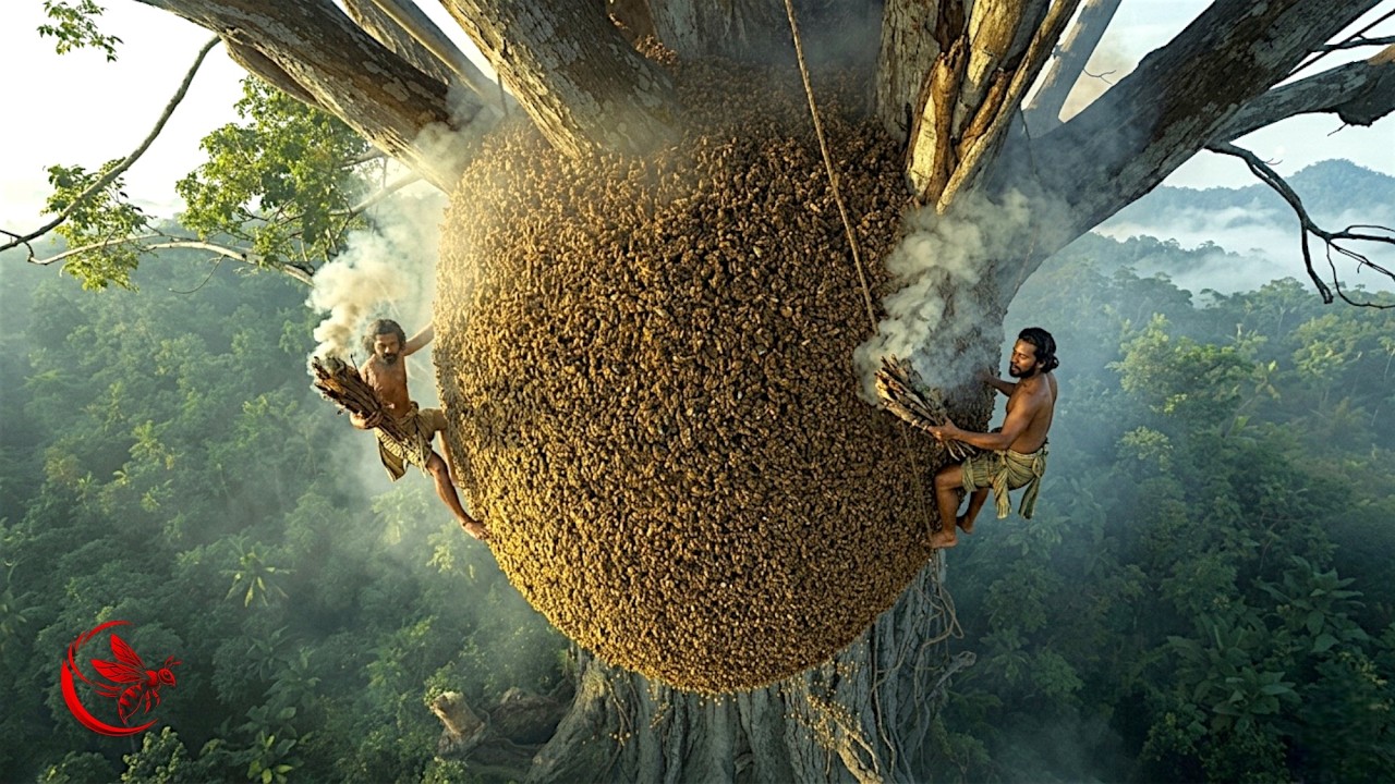 extreme wild honey hunt harvesting 2 honeycombs from a... Hunting Giant Wild Honey: Climbing Trees at Dangerous Heights I Wild ...