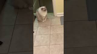 Mouse-Squeak 13-Year-Old Ragdoll Cat Chiggy