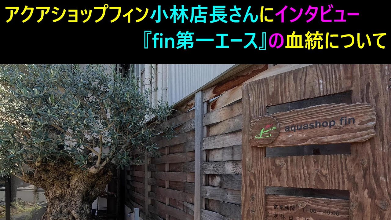 We interviewed Aqua Shop Fin