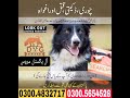 army dog center okara #sahiwal#depalpur# okara #khoji dog center okara#03004832717